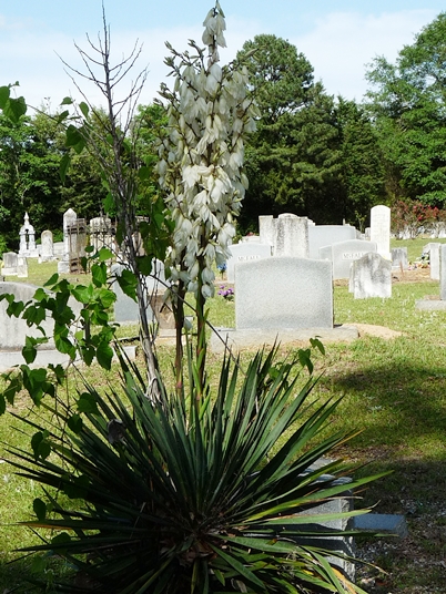 {Yucca filamentosa}